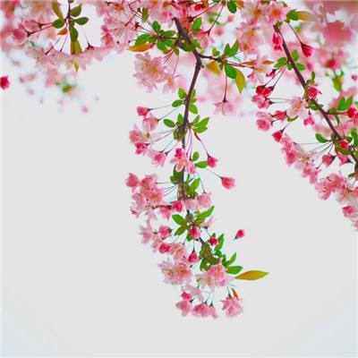 仙侠八荒手游官方